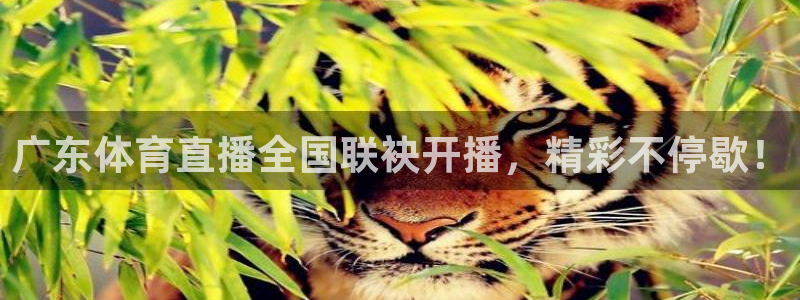 857体育直播免费播放：广东体育直播全国联袂开播，精彩不停歇！
